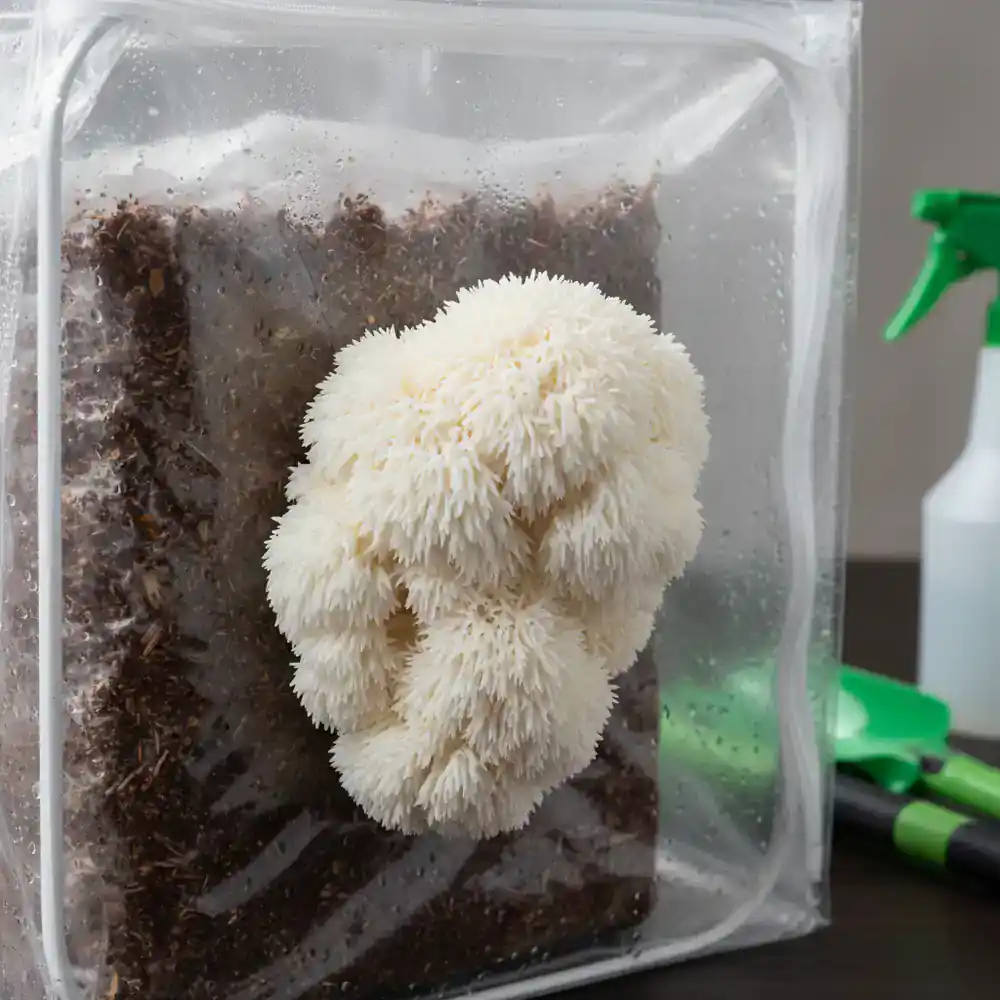 Fluffy Lion's Mane mushroom fruiting block
