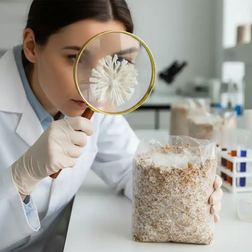 Inspecting a mushroom substrate block for healthy growth
