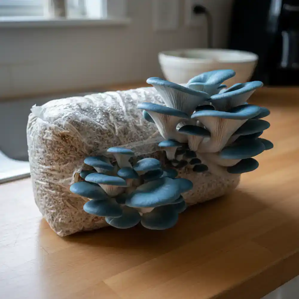 Blue oyster mushroom grow kit in a home kitchen