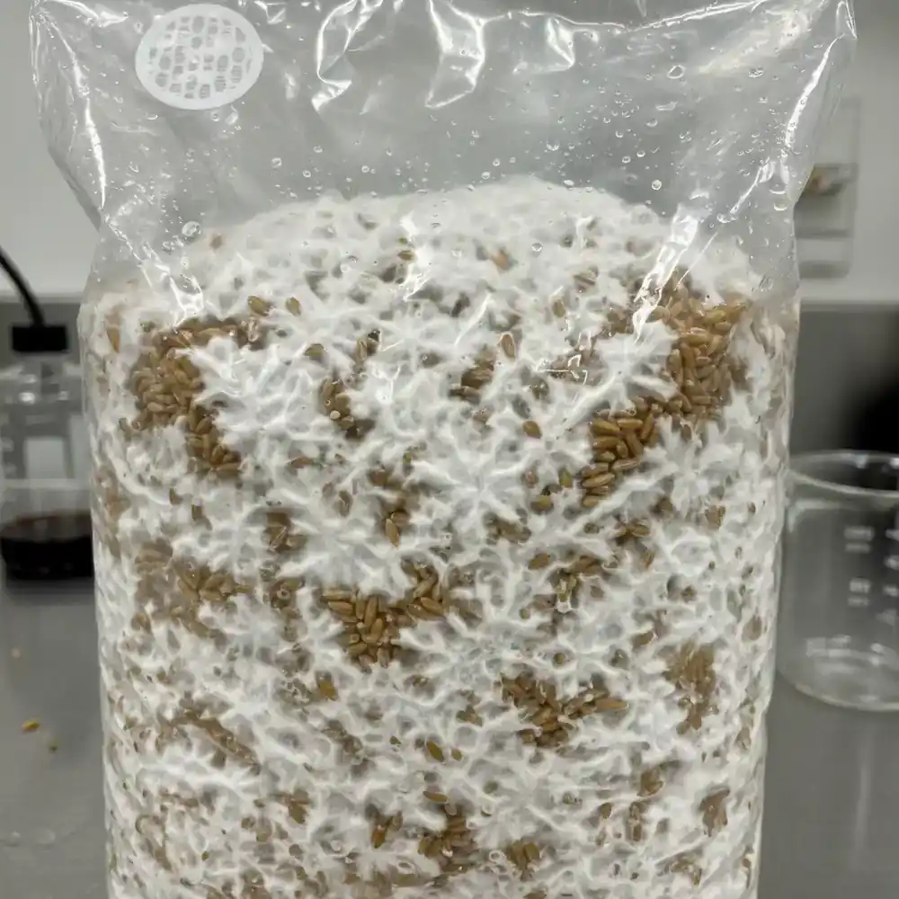 Grain bag colonized with healthy white mushroom mycelium